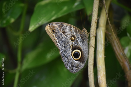 Mariposa photo