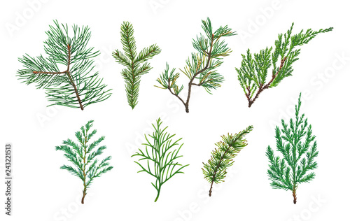 Set of Spruce  Fir  Pine or Christmas tree branch