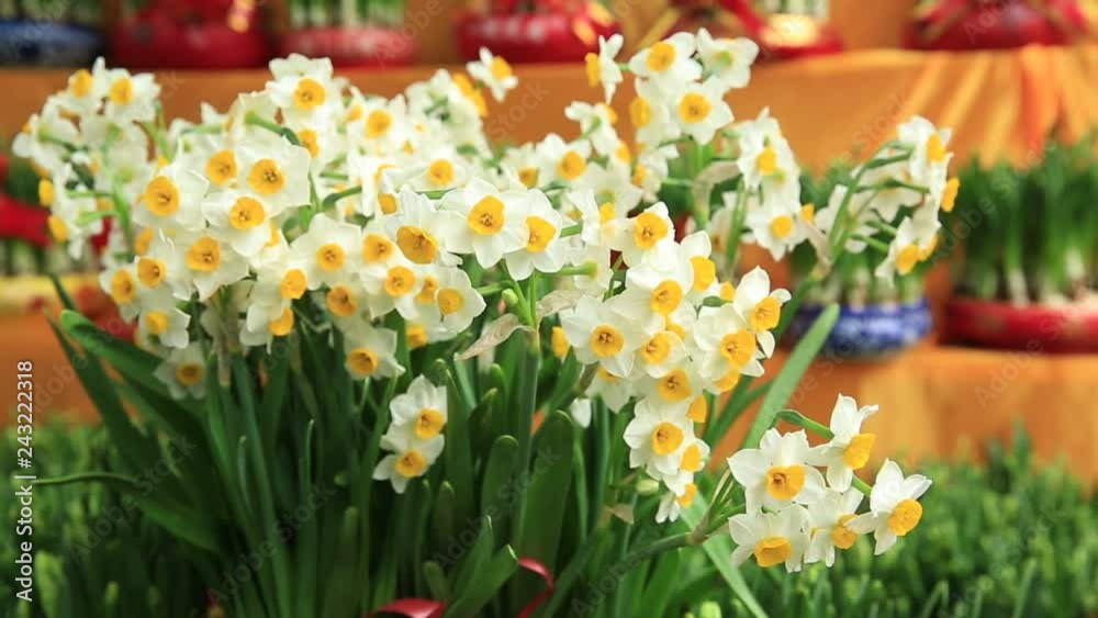 blooming narcissus flowers in the wind blooming narcissus flowers in the wind