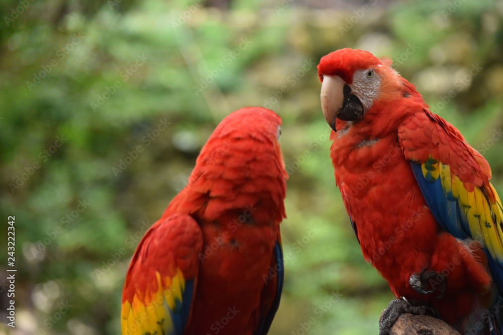 Obraz premium Guacamaya