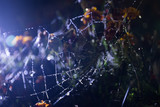 Spider web with dew drops close-up. Natural background, night scene. Cobweb ,spiderweb with water drop