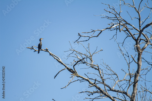 Huge brown colored bird standing on a branch of a dry tree.