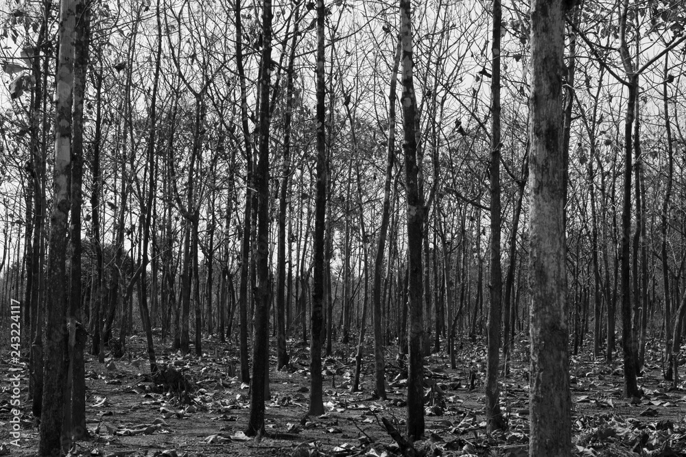 Black and white photography of forest Black and white photography of forest