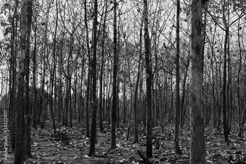 Black and white photography of forest