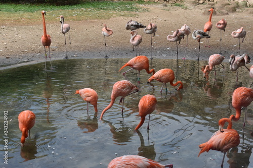 Flamencos photo