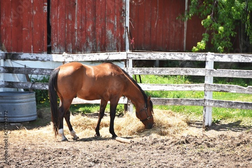 Horse Eating Hay