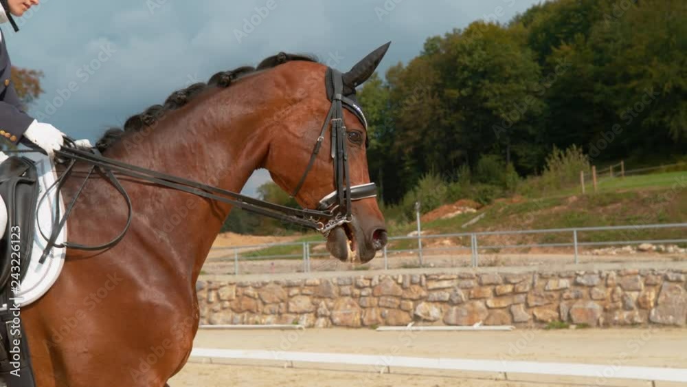 SUPER SLOW MOTION: Female English rider in a blue frock gallops on manege on horseback. Young woman cantering on a brown stallion during a dressage competition. Elegant girl training her horse.