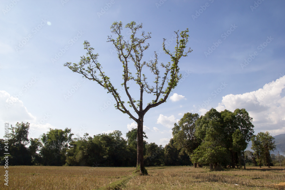 Beautiful Tree Against clear sky in rice field