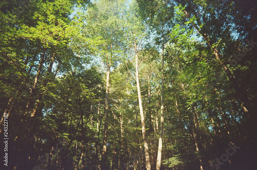 Michigan forest