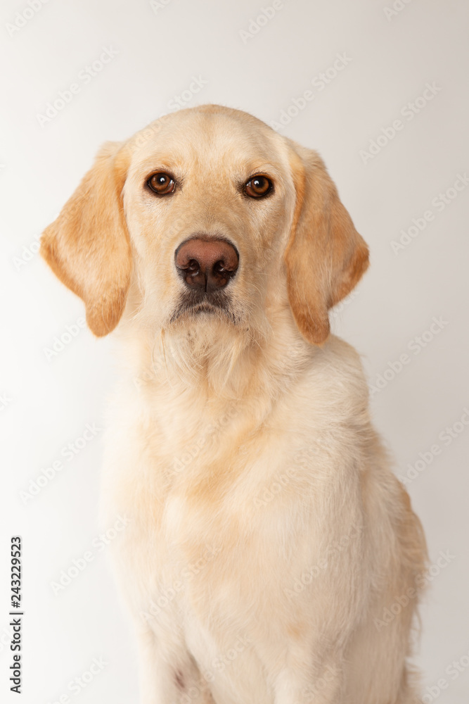 Portrait of young retriever dog