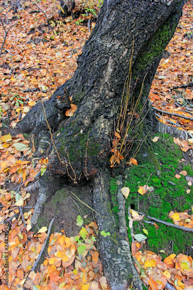 old tree roots on the ground old tree roots on the ground