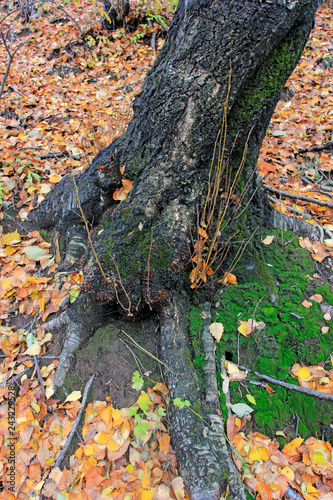 old tree roots on the ground