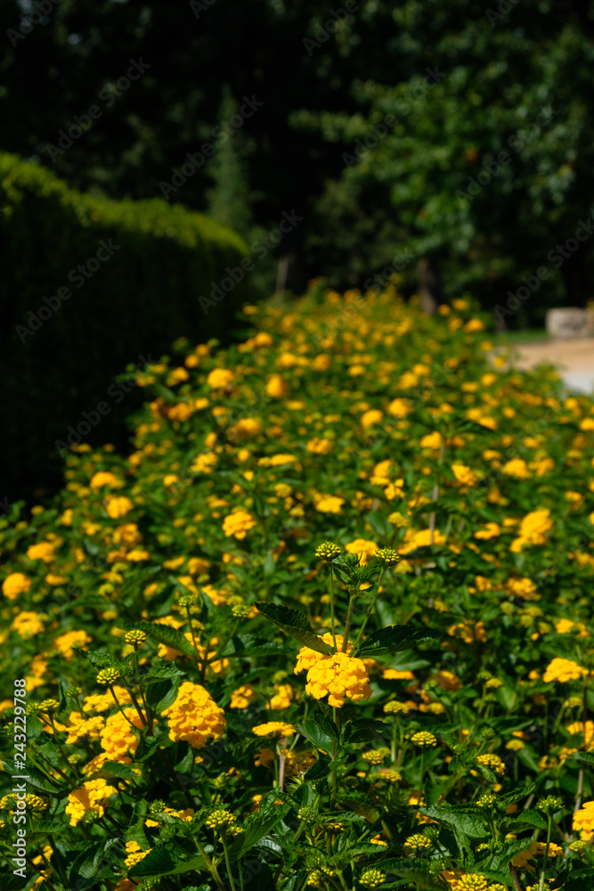 Fototapeta premium Yellow Flowers