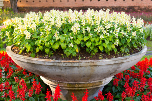 beautiful flowers in a big flowerpots in garden.