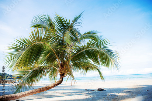 Coconut tree on sand beach. © RK1919