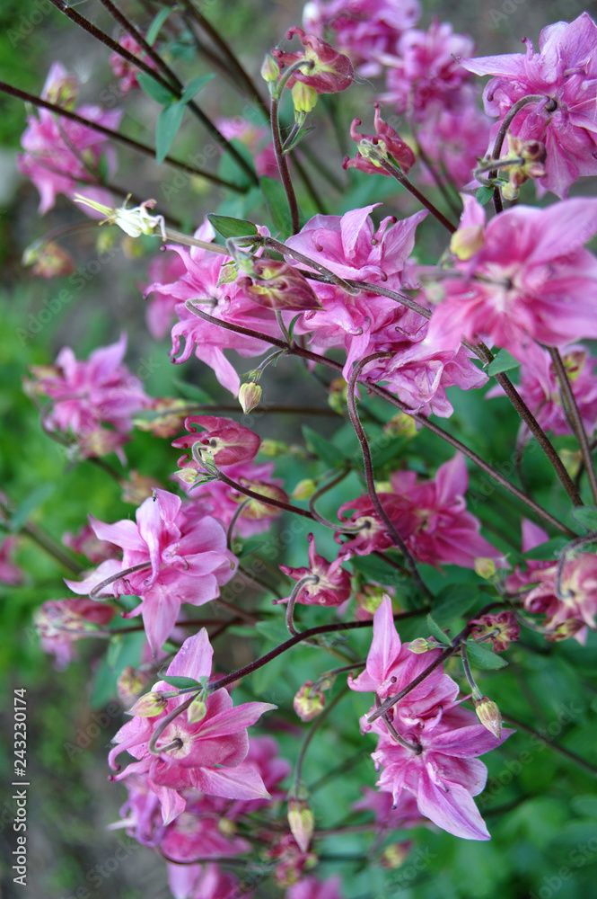 Pink flowers on green background Pink flowers on green background