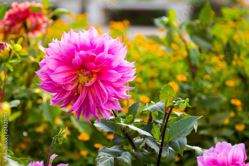 Pink Dahlia Blooming in the garden.