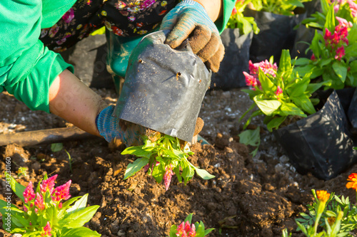 Gardener's hand planting flowers in the garden.