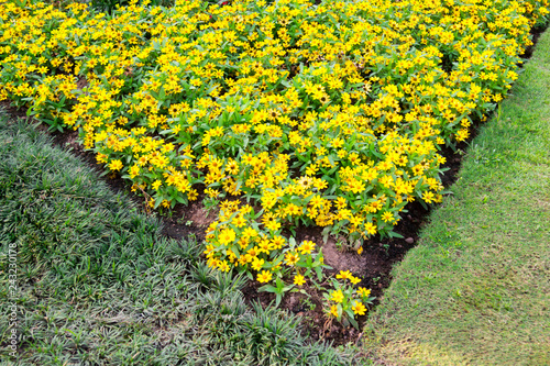 Beautiful yellow cosmos flowers in the garden.