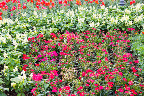 colorful flower in the garden,