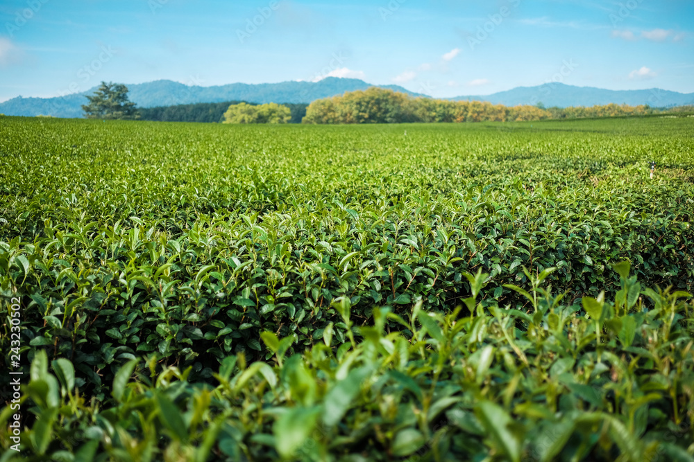 Tea plantations in Chiang Rai, Thailand