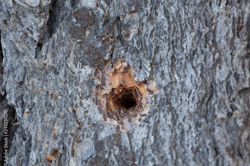 woodpecker hole in a tree trunk