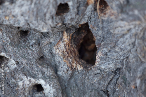 holes in a tree from a woodpecker © Mary Monson