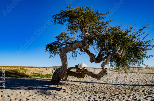 Lone Olive Tree at the Beach