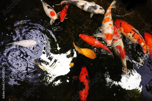 Colorful gold decorative fish float in a pond, view from above , Bali, Indonesia.