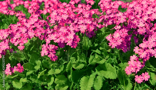 Obraz na plátně Flowerbed with blooming primroses in spring