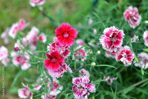 Close up with beautiful pink and red carnation flowers in the garden. Spring and summer nature vintage background in daylight outdoors