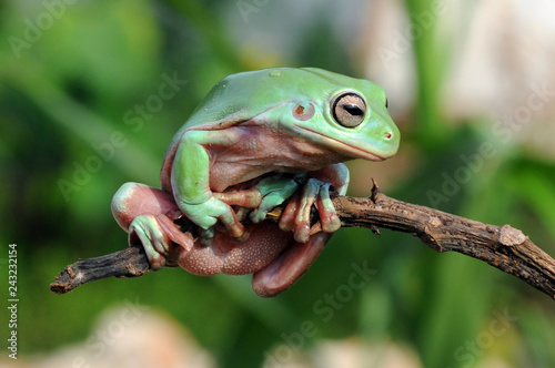 frog, dumpy frog, tree frog,