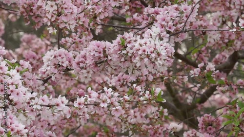 Cherry Blossoms VII