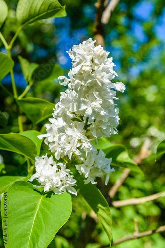 Blossoming branches of the white lilac tree on spring