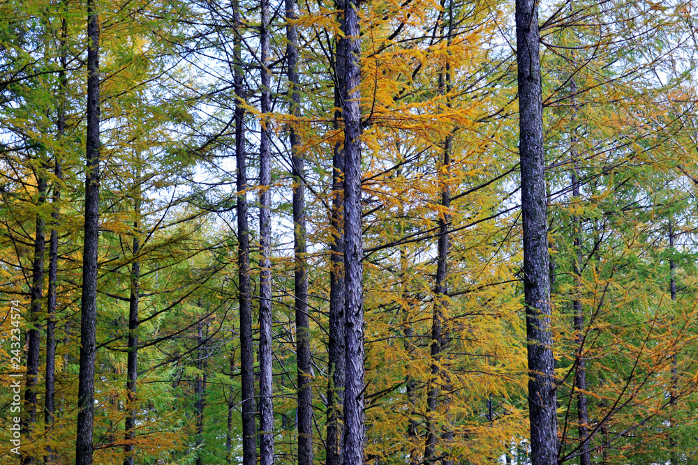 Obraz premium pine tree