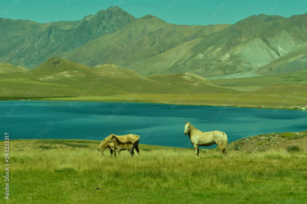 Fototapeta premium Caballos y su cría en los andes