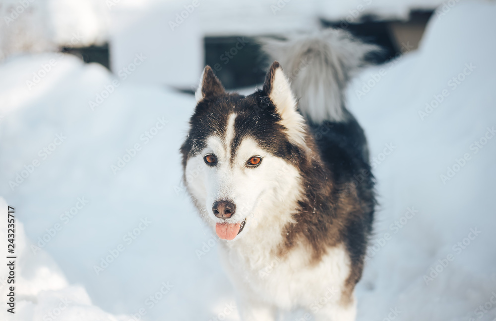 portrait of siberian husky with brown eyes in winter