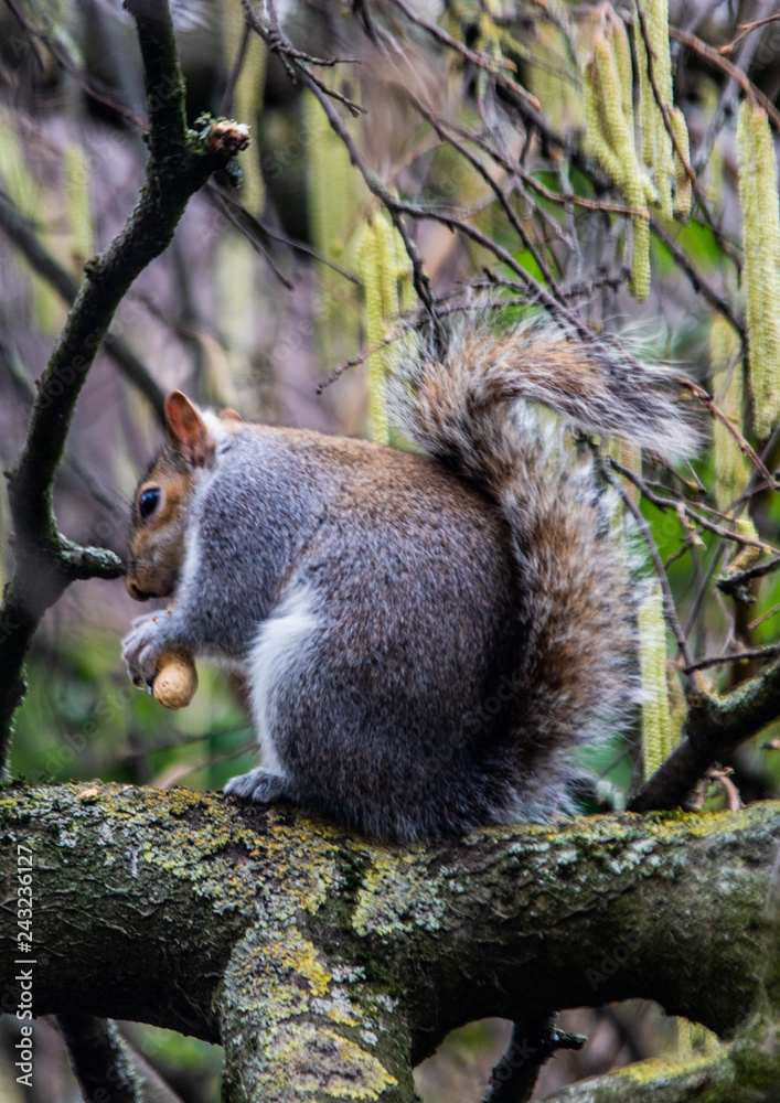 a squirrel at Hydepark in London