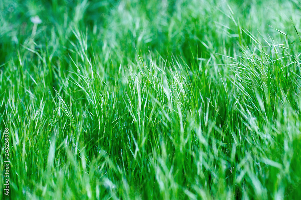 Fototapeta premium Green grass, texture. Spring and summer background. Element of design.