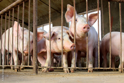 Lean hogs in a farm