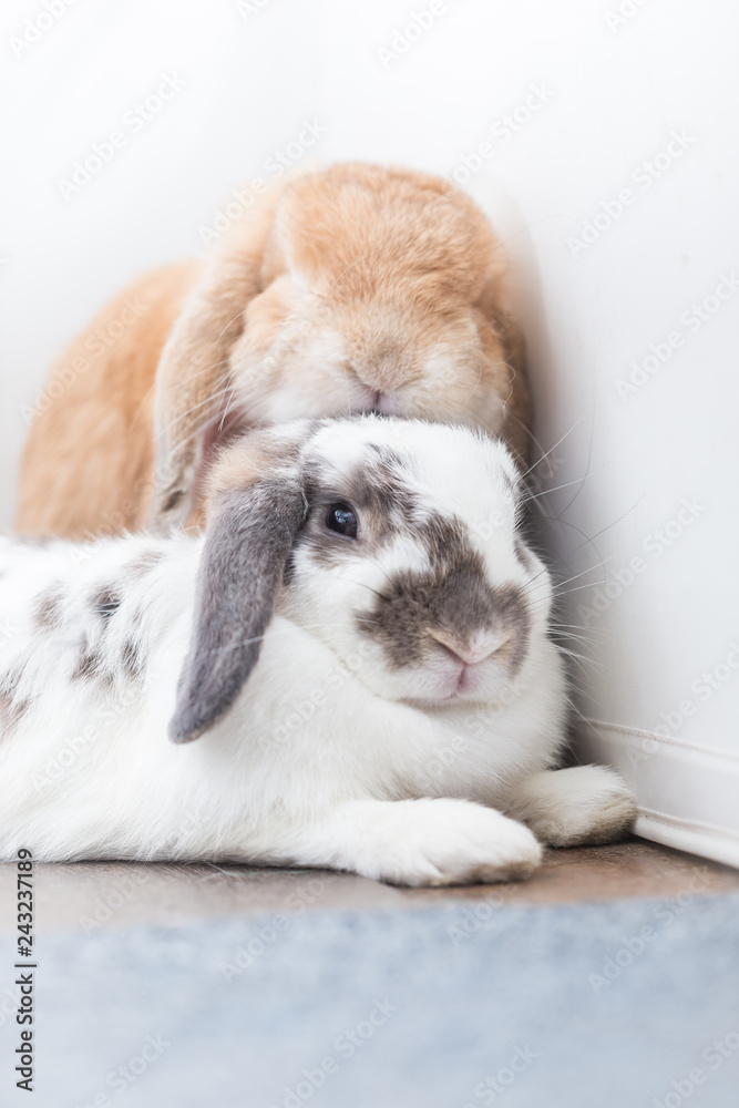 Rabbit with brown and white Lovely lying on the floor. Split on a white background. Rabbit with brown and white Lovely lying on the floor. Split on a white background.