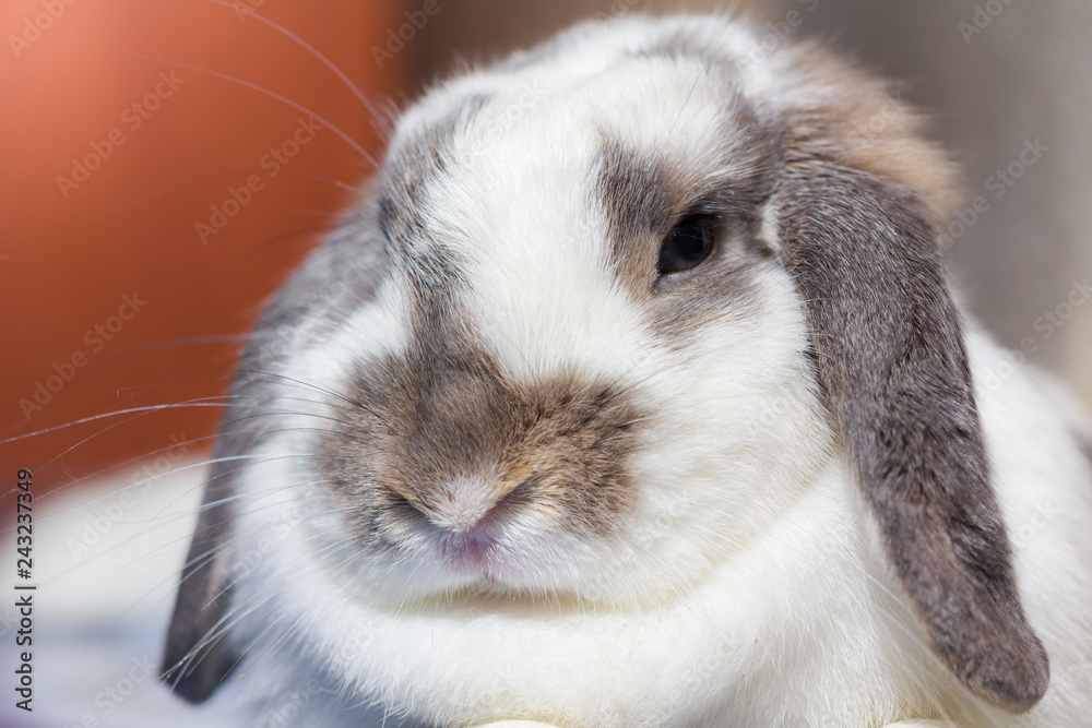 Rabbit with brown and white Lovely lying on the floor. Split on a white background. Rabbit with brown and white Lovely lying on the floor. Split on a white background.