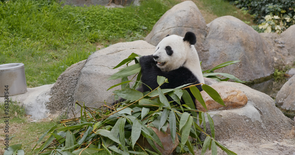 Panda eat bamboo at zoo park Panda eat bamboo at zoo park