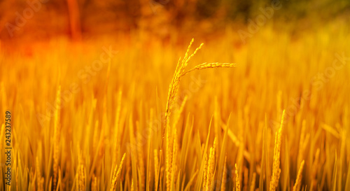 Golden Color Rice field background
