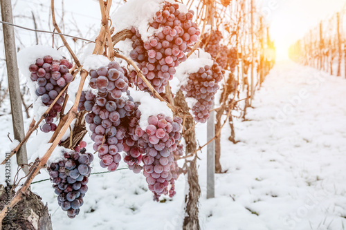 Wino lodowe. Wino czerwone winogrona do wina lodowego w warunkach zimowych i śniegu