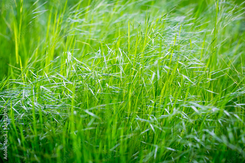 Green grass, texture. Spring and summer background. Element of design. Green grass, texture. Spring and summer background. Element of design.