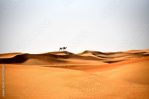 Camels in Al Bidayer Desert dunes, Dubai, United Arab Emirates