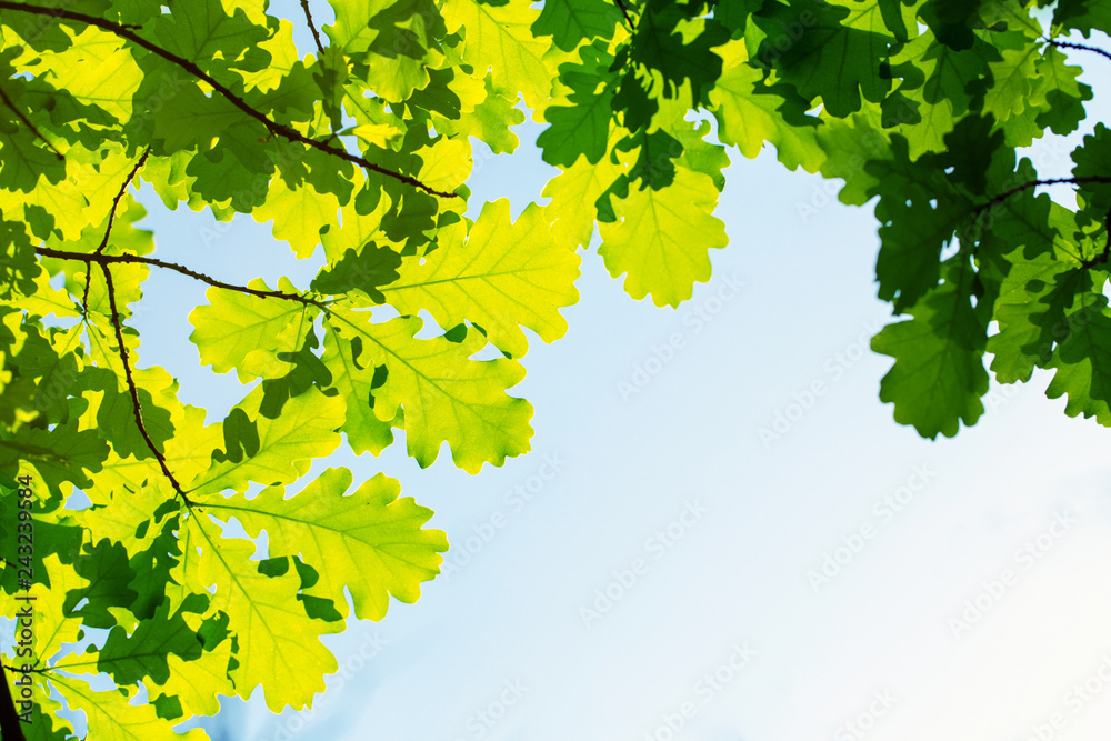 Oak leaves against the sky, illuminated by the sun. Spring and summer background. Background for social networks. Natural spring background. Oak leaves against the sky, illuminated by the sun. Spring and summer background. Background for social networks. Natural spring background.