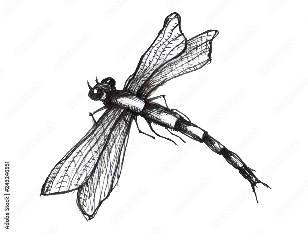 Digital File - Dragonfly Portrait Line Drawing to Trace Ink Art Tracea