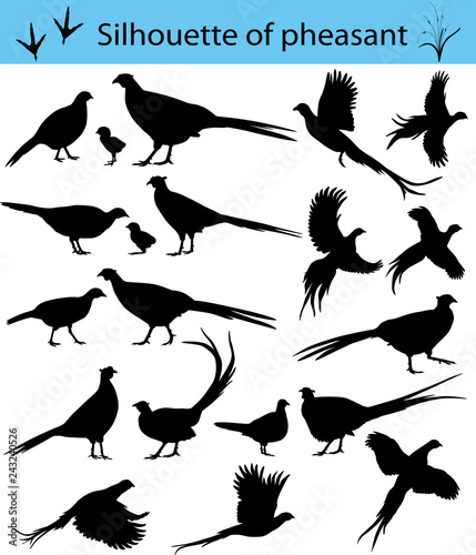 Vászonkép Collection of silhouettes of common pheasants
